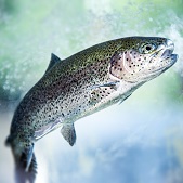 Rainbow trout